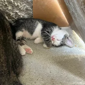Котёнок 1,5 месяцев бесплатно