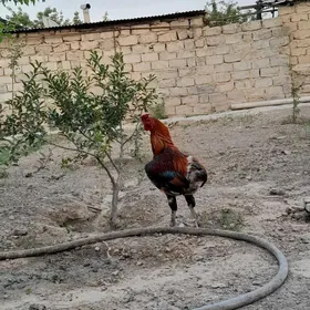 Taskent horaz