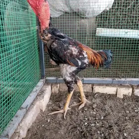 horaz