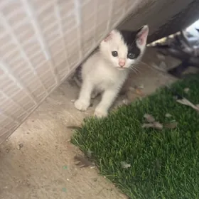 Котёнок 1,5 месяца бесплатно