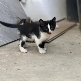 Котёнок 1,5 месяца бесплатно