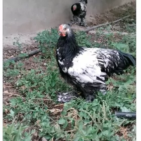 brama silver