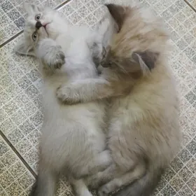 Кошки