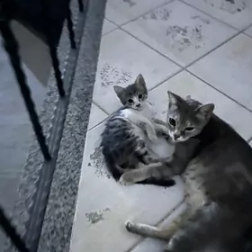 котята