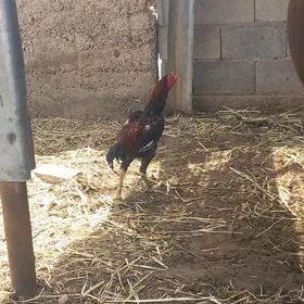Güşlar