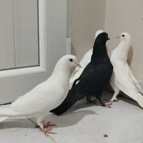 kepderi