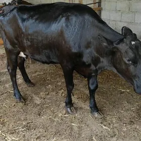 sygyr