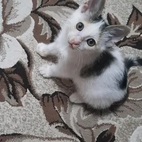 Котенок