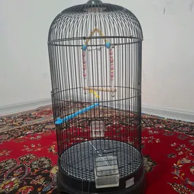 клетка