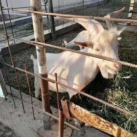 Geçiler