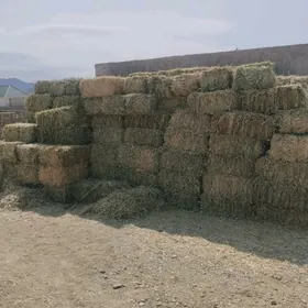 sygyr öküz