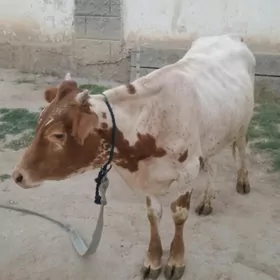 şwes öküz