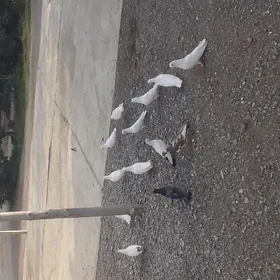 kepderi
