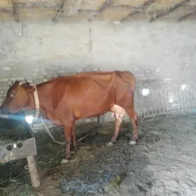 goleli sygyr