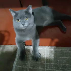 Vasiya
