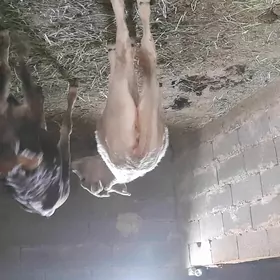 tüwe