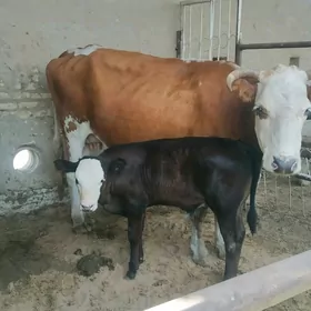 simmental goleli sygyr meydan