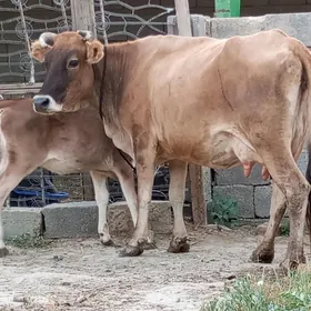 GÖLELİ SYGYR