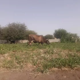 sygyr