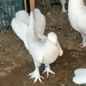 kepderi