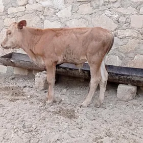 öküzçe
