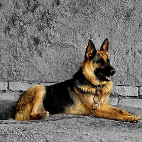ОВЧАРКА  afçarka