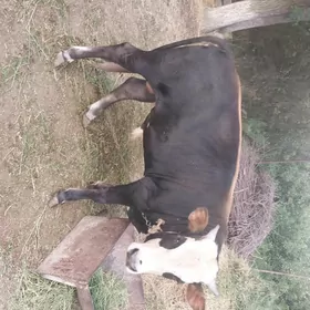 öküz