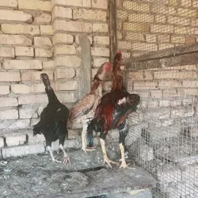 baysow horaz