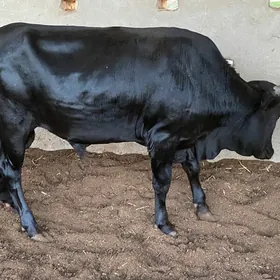 Öküz