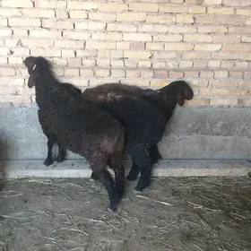 semiz guzular