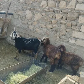geçi tokly cebis