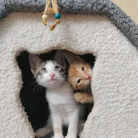 Котята