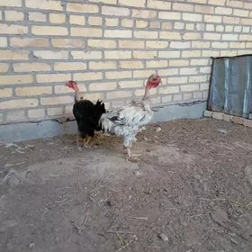 1 para goloşeýka