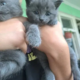 котята шотландские