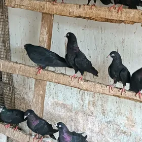 kepderi