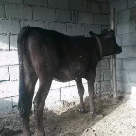 TÜWE