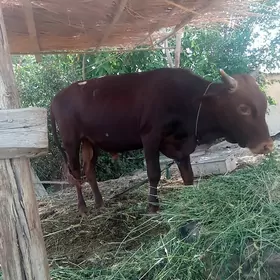öküz