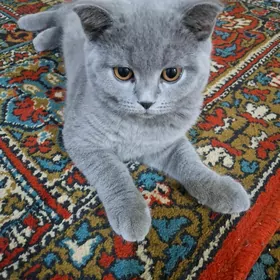 шотландский котик