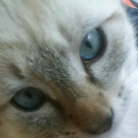 Тайская blu point кошка