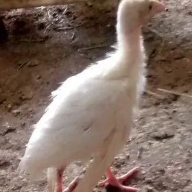 induk jüýje