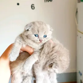 шотландцы