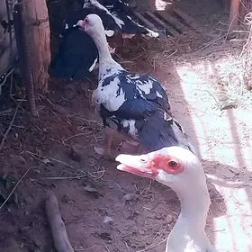 Induşka