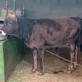 Göle