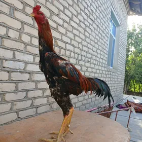 Horaz