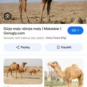 Ogşyk