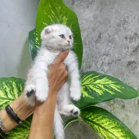 котенок