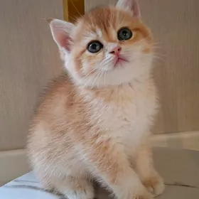 Шотландские шиншиллы