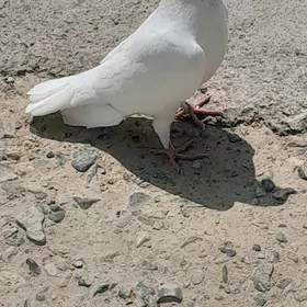 kepderi