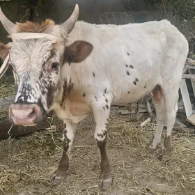 Öküz