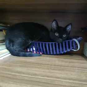 котёнок